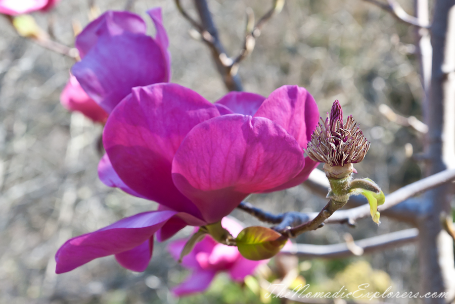 Australia, Victoria, Yarra Valley &amp; Dandenong Ranges, National Rhododendron Gardens: Cherry Blossom Trees, Magnolias, , 