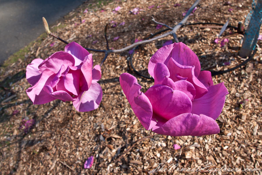 Australia, Victoria, Yarra Valley &amp; Dandenong Ranges, National Rhododendron Gardens: Cherry Blossom Trees, Magnolias, , 