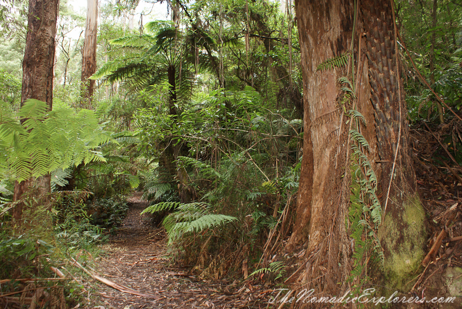 Australia, Victoria, Yarra Valley &amp; Dandenong Ranges, Warburton Hidden Treasures: La La Falls and Ada Tree , , 