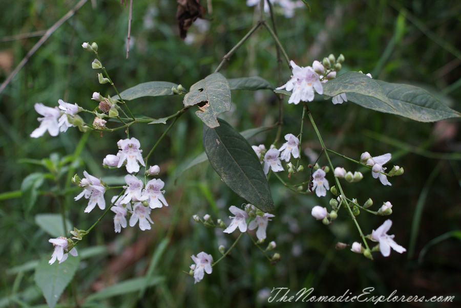 Australia, Victoria, Yarra Valley &amp; Dandenong Ranges, Warburton Hidden Treasures: La La Falls and Ada Tree , , 