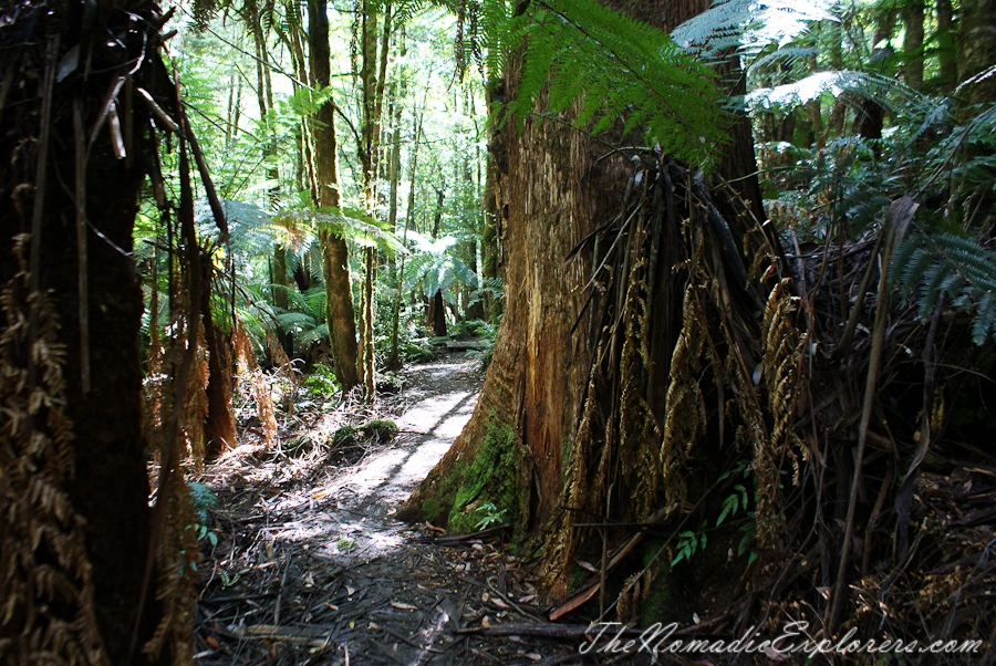 Australia, Victoria, Yarra Valley &amp; Dandenong Ranges, Warburton Hidden Treasures: La La Falls and Ada Tree , , 