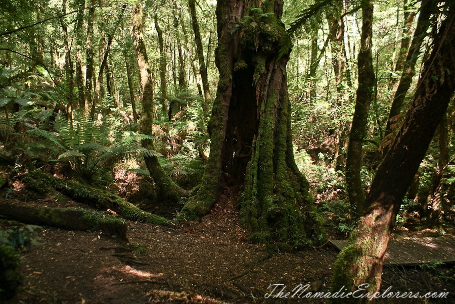 Australia, Victoria, Yarra Valley &amp; Dandenong Ranges, Warburton Hidden Treasures: La La Falls and Ada Tree , , 