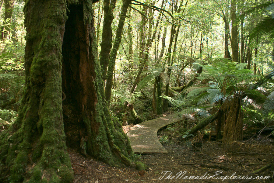 Australia, Victoria, Yarra Valley &amp; Dandenong Ranges, Warburton Hidden Treasures: La La Falls and Ada Tree , , 