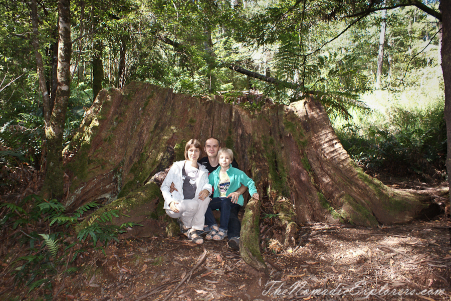 Australia, Victoria, Yarra Valley &amp; Dandenong Ranges, Warburton Hidden Treasures: La La Falls and Ada Tree , , 