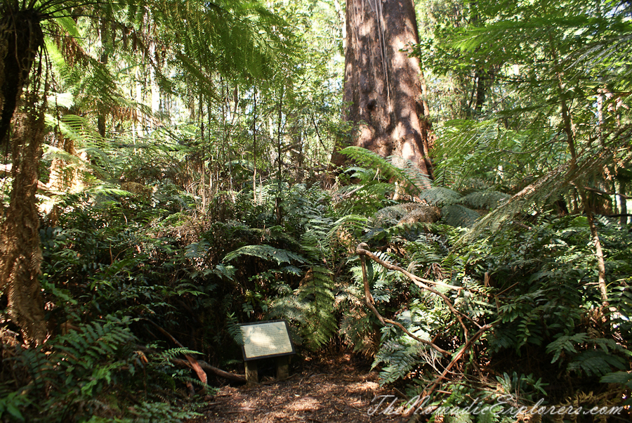 Australia, Victoria, Yarra Valley &amp; Dandenong Ranges, Warburton Hidden Treasures: La La Falls and Ada Tree , , 