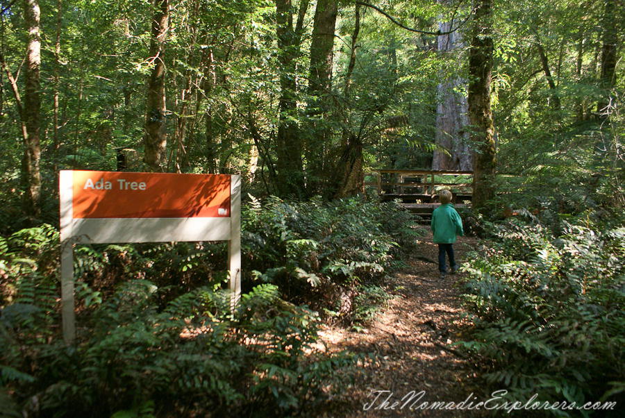 Australia, Victoria, Yarra Valley &amp; Dandenong Ranges, Warburton Hidden Treasures: La La Falls and Ada Tree , , 