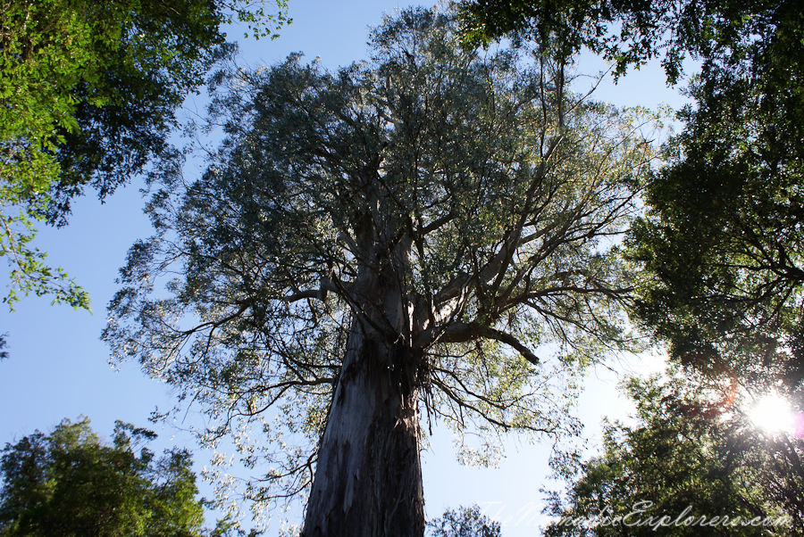 Australia, Victoria, Yarra Valley &amp; Dandenong Ranges, Warburton Hidden Treasures: La La Falls and Ada Tree , , 