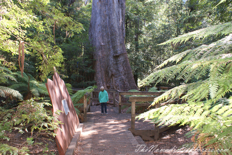 Australia, Victoria, Yarra Valley &amp; Dandenong Ranges, Warburton Hidden Treasures: La La Falls and Ada Tree , , 