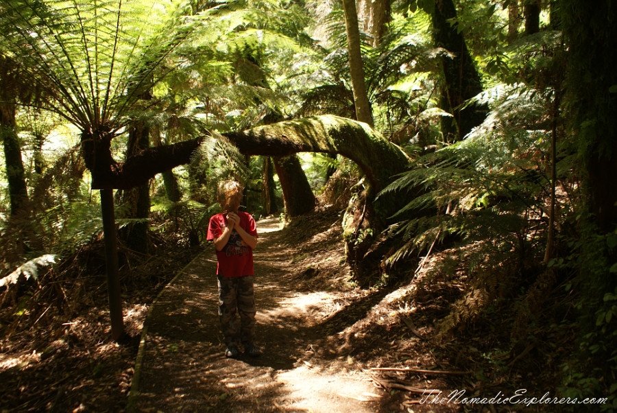 Australia, Victoria, Gippsland, A hidden gem of Gippsland -  Tarra Bulga National Park, , 