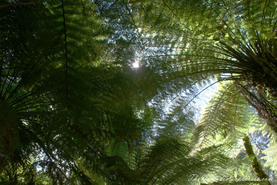 Australia, Victoria, Gippsland, A hidden gem of Gippsland -  Tarra Bulga National Park, , 