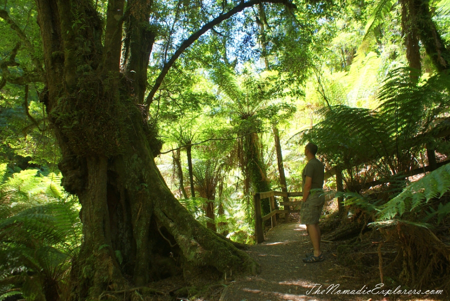 Australia, Victoria, Gippsland, A hidden gem of Gippsland -  Tarra Bulga National Park, , 