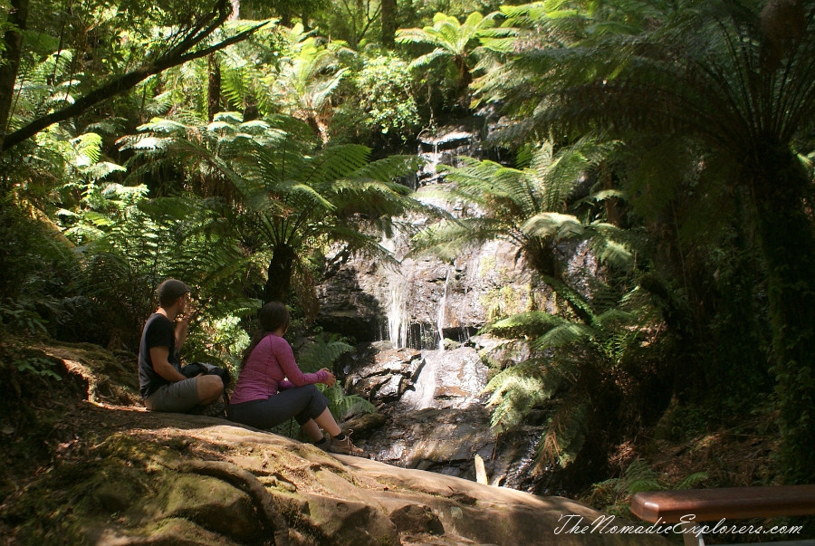 Australia, Victoria, Gippsland, A hidden gem of Gippsland -  Tarra Bulga National Park, , 