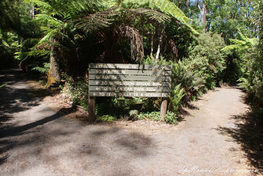 Australia, Victoria, Gippsland, A hidden gem of Gippsland -  Tarra Bulga National Park, , 