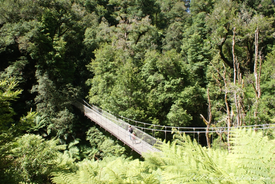 Australia, Victoria, Gippsland, A hidden gem of Gippsland -  Tarra Bulga National Park, , 