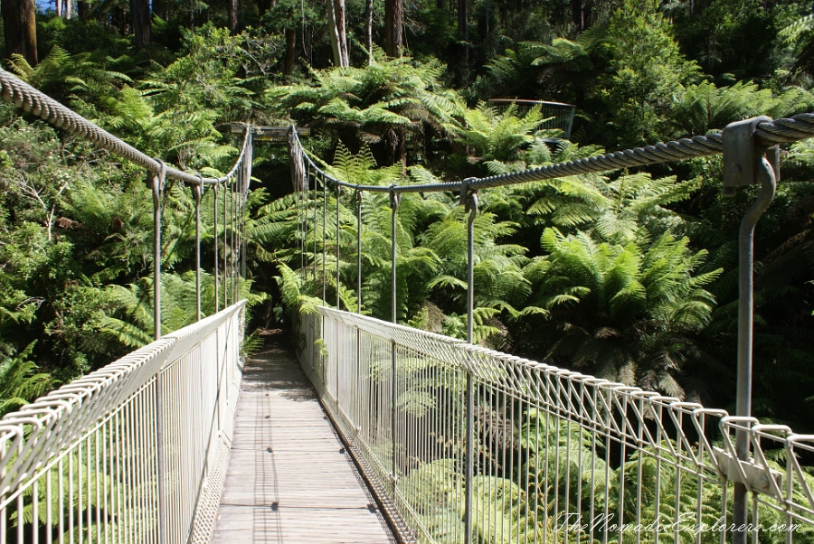 Australia, Victoria, Gippsland, A hidden gem of Gippsland -  Tarra Bulga National Park, , 