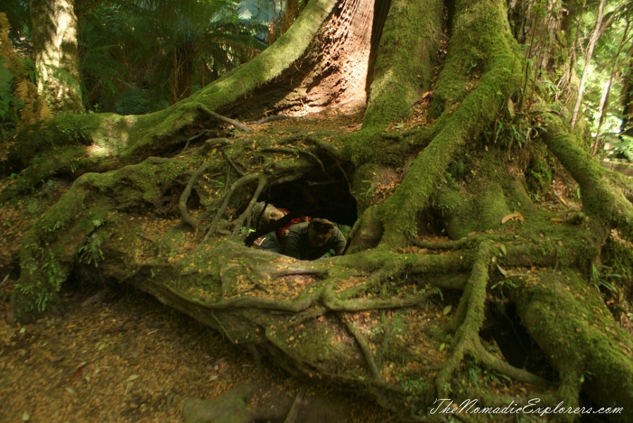 Australia, Victoria, Gippsland, A hidden gem of Gippsland -  Tarra Bulga National Park, , 