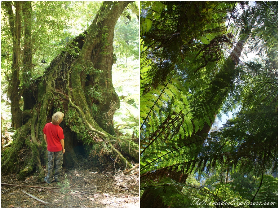 Australia, Victoria, Gippsland, A hidden gem of Gippsland -  Tarra Bulga National Park, , 