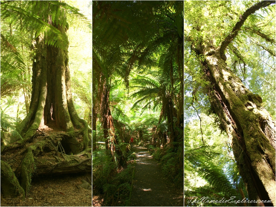 Australia, Victoria, Gippsland, A hidden gem of Gippsland -  Tarra Bulga National Park, , 