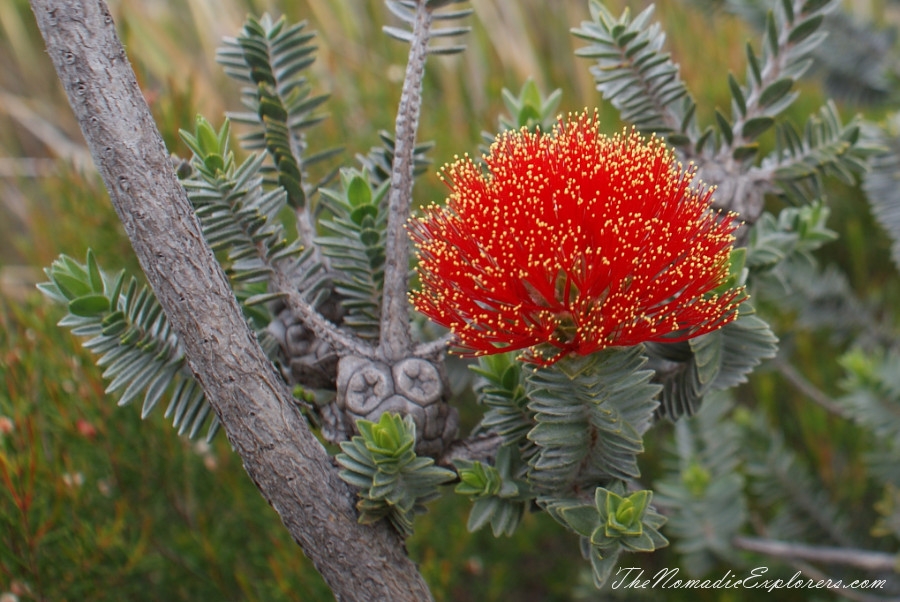 Australia, Western Australia, South West, Western Australia Trip. Day 4. Wildflowers in Fitzgerald River National Park, , 