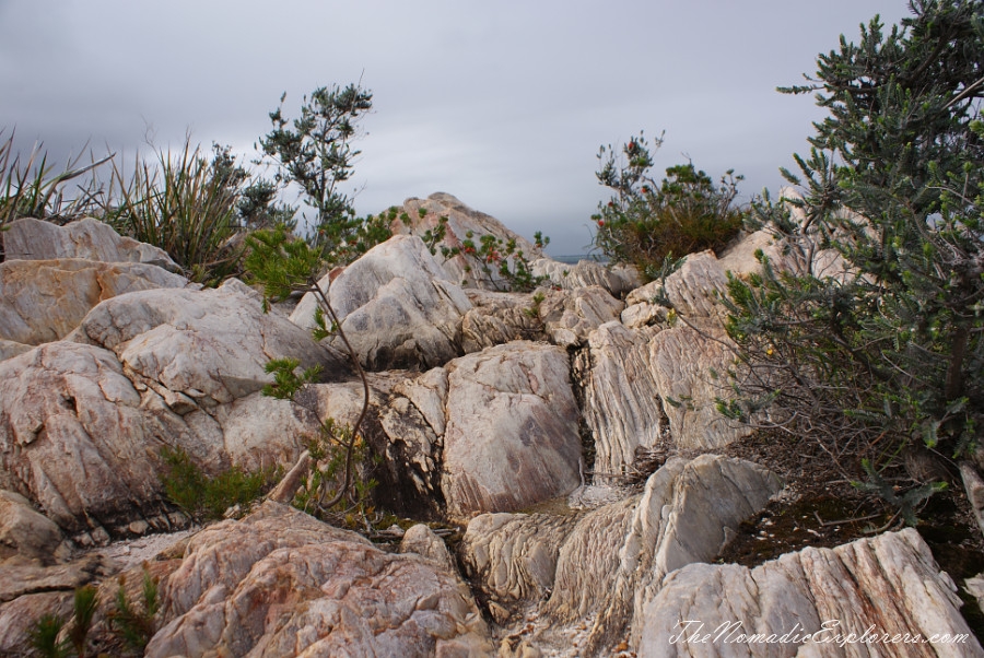 Australia, Western Australia, South West, Western Australia Trip. Day 4. Wildflowers in Fitzgerald River National Park, , 