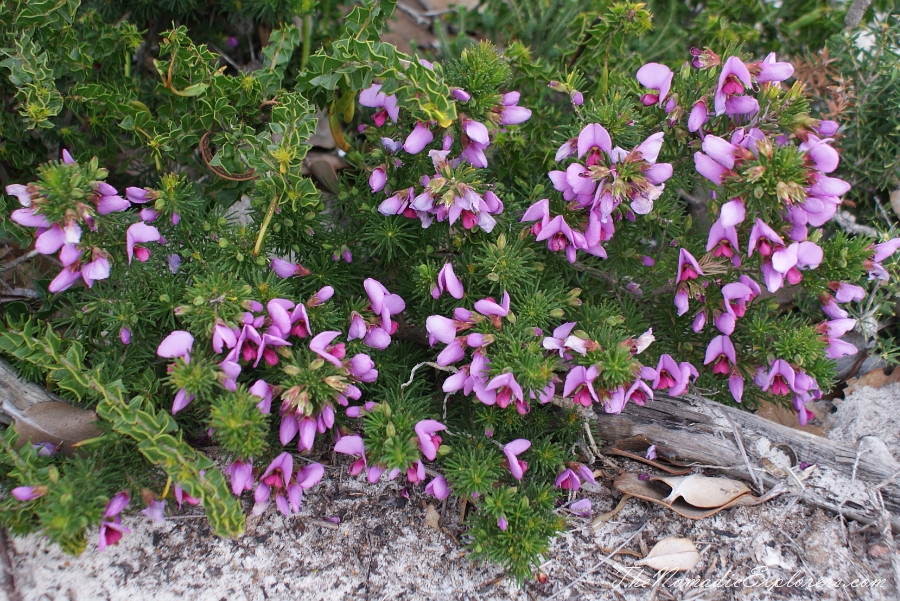 Australia, Western Australia, South West, Western Australia Trip. Day 4. Wildflowers in Fitzgerald River National Park, , 