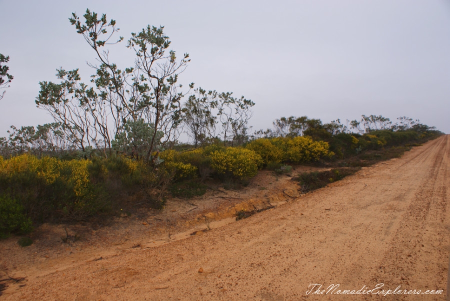 Australia, Western Australia, South West, Western Australia Trip. Day 4. Wildflowers in Fitzgerald River National Park, , 