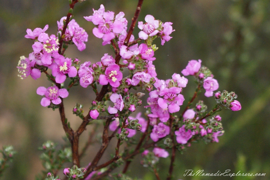 Australia, Western Australia, South West, Western Australia Trip. Day 4. Wildflowers in Fitzgerald River National Park, , 