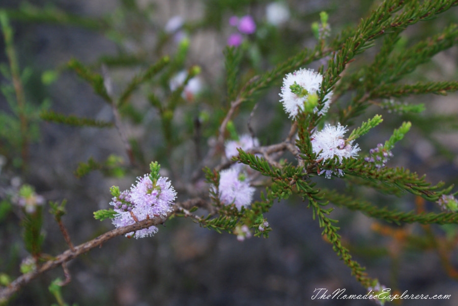 Australia, Western Australia, South West, Western Australia Trip. Day 4. Wildflowers in Fitzgerald River National Park, , 