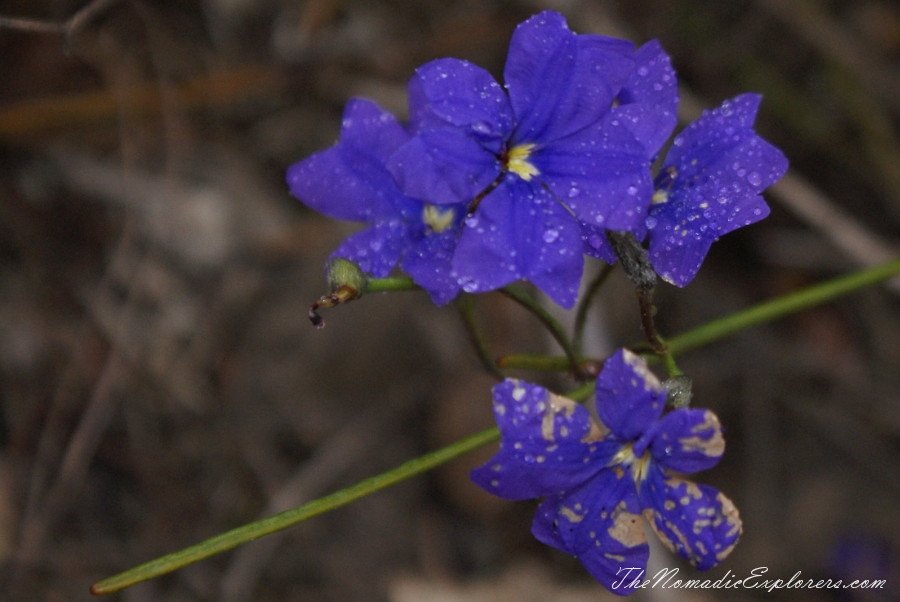 Australia, Western Australia, South West, Western Australia Trip. Day 4. Wildflowers in Fitzgerald River National Park, , 