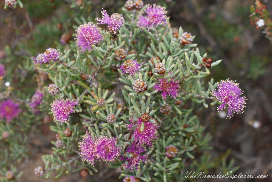 Australia, Western Australia, South West, Western Australia Trip. Day 4. Wildflowers in Fitzgerald River National Park, , 