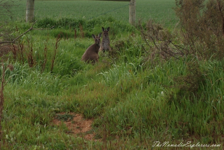 Australia, Western Australia, South West, Western Australia Trip. Day 4. Wildflowers in Fitzgerald River National Park, , 