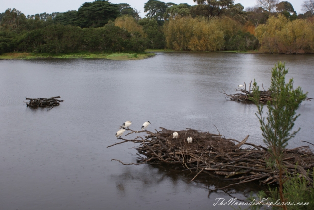 Australia, Victoria, Mornington Peninsula, Birdwatching at Coolart Wetlands and Homestead Reserve, , 