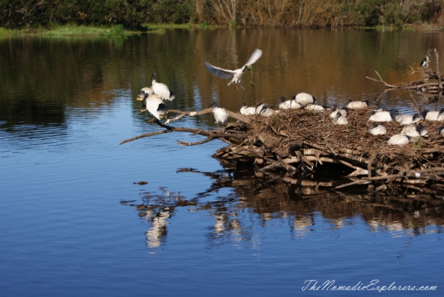 Australia, Victoria, Mornington Peninsula, Birdwatching at Coolart Wetlands and Homestead Reserve, , 