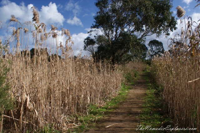 Australia, Victoria, Mornington Peninsula, Birdwatching at Coolart Wetlands and Homestead Reserve, , 