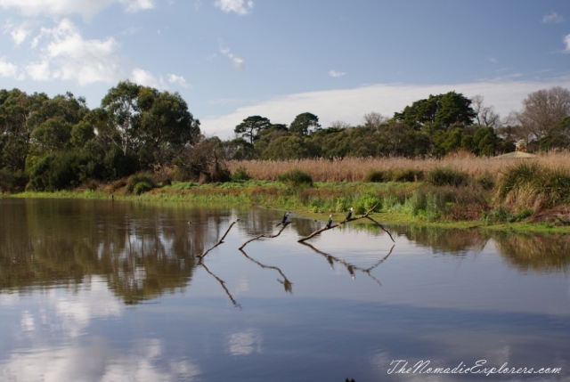 Australia, Victoria, Mornington Peninsula, Birdwatching at Coolart Wetlands and Homestead Reserve, , 