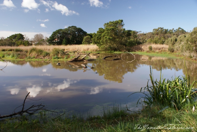 Australia, Victoria, Mornington Peninsula, Birdwatching at Coolart Wetlands and Homestead Reserve, , 