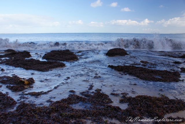 Australia, Victoria, Mornington Peninsula, Birdwatching at Coolart Wetlands and Homestead Reserve, , 