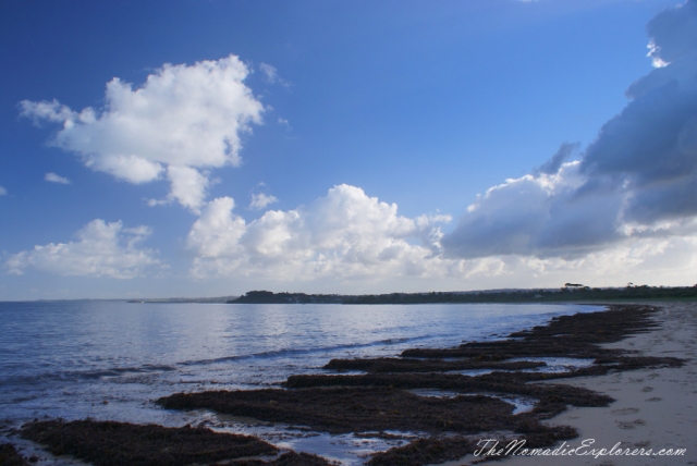 Australia, Victoria, Mornington Peninsula, Birdwatching at Coolart Wetlands and Homestead Reserve, , 