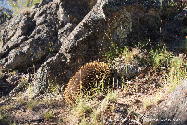 Australia, New South Wales, Snowy Mountains, Jindabyne. Прогулки по городу и вокруг озера., , 