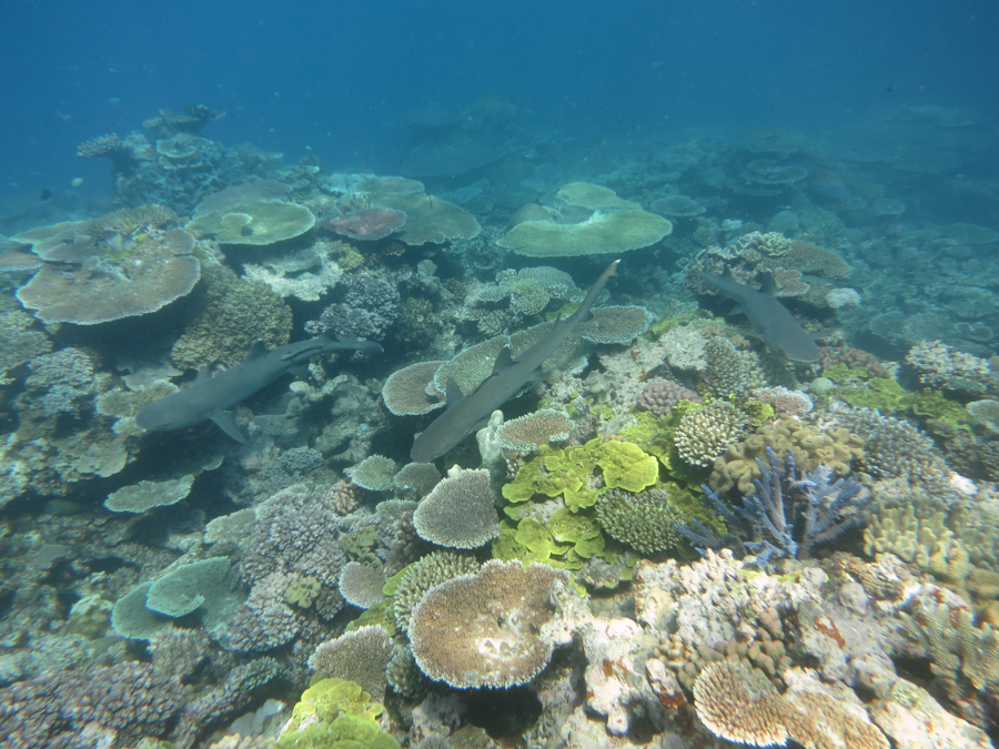 Australia, Queensland, The Great Barrier Reef, Поездка на Большой Барьерный риф с компанией Wavelength, , 