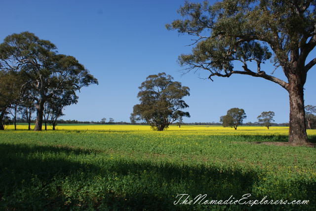 Australia, Victoria, Grampians, Долгий путь домой. Coleraine - Points Reserve Arboretum, , 