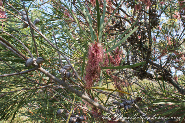 Australia, Victoria, Grampians, Долгий путь домой. Coleraine - Points Reserve Arboretum, , 