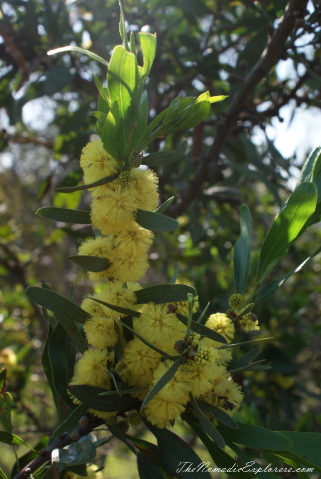 Australia, Victoria, Grampians, Долгий путь домой. Coleraine - Points Reserve Arboretum, , 