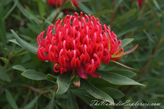 Australia, Victoria, Melbourne, Ботанический сад в Cranbourne (Royal Botanic Gardens Cranbourne), , 