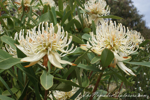 Australia, Victoria, Melbourne, Ботанический сад в Cranbourne (Royal Botanic Gardens Cranbourne), , 