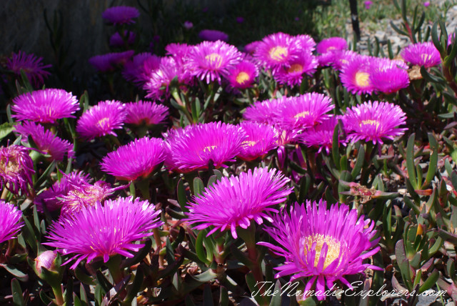 Australia, Victoria, Melbourne, Ботанический сад в Cranbourne (Royal Botanic Gardens Cranbourne), , 