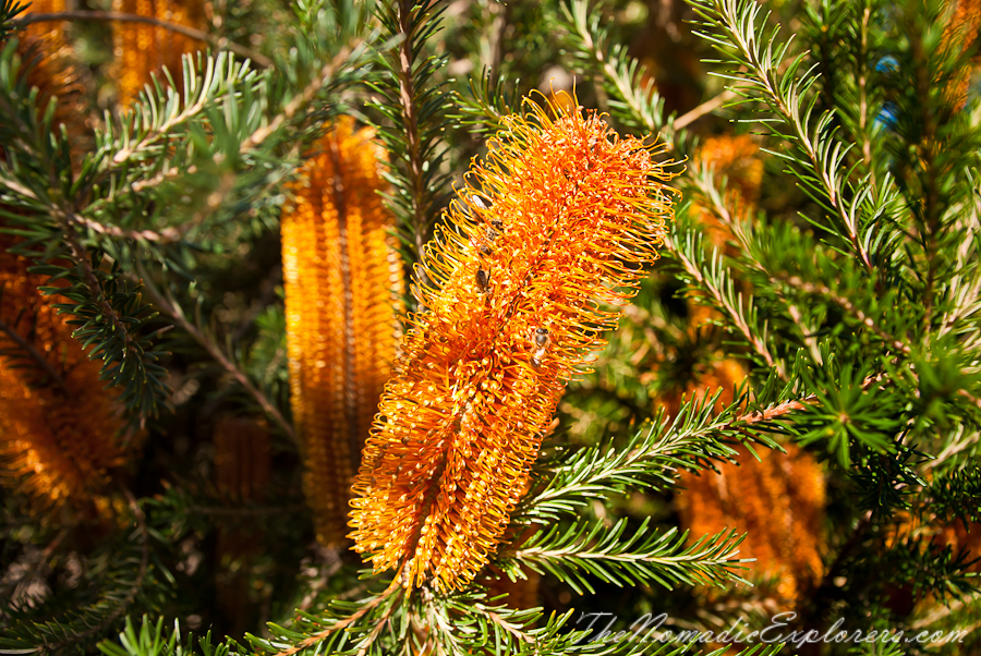 Australia, Victoria, Melbourne, Royal Botanic Gardens Victoria: Cranbourne Gardens, , 