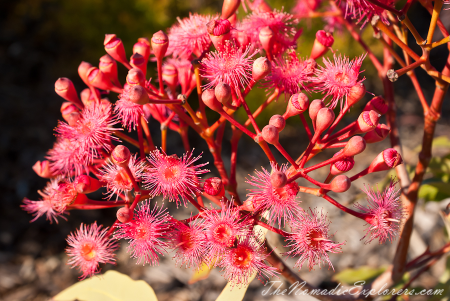 Australia, Victoria, Melbourne, Royal Botanic Gardens Victoria: Cranbourne Gardens, , 