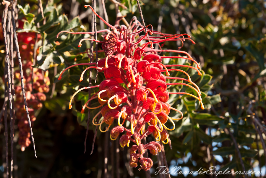 Australia, Victoria, Melbourne, Royal Botanic Gardens Victoria: Cranbourne Gardens, , 