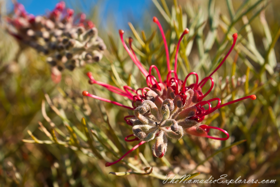 Australia, Victoria, Melbourne, Royal Botanic Gardens Victoria: Cranbourne Gardens, , 